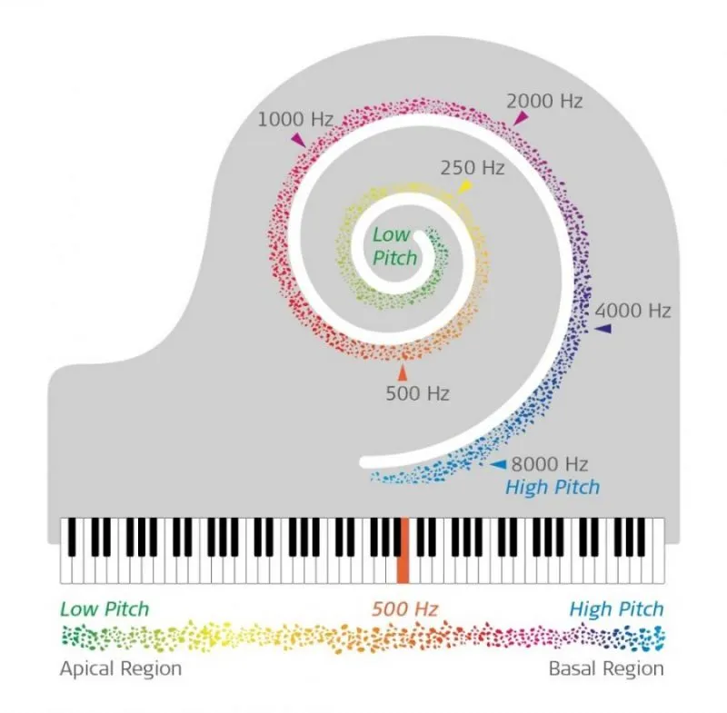 The brain decomposes frequencies